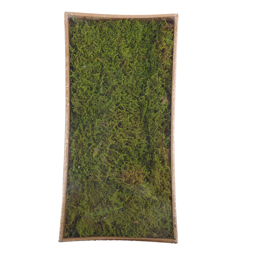 Flat Moss