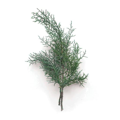 Cupressaceae